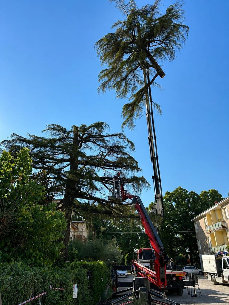 Mobile crane lifting a tall conifer tree with drooping branches in a residential area on a clear day