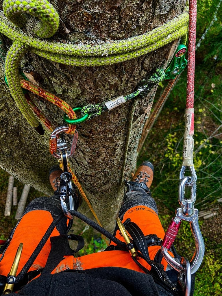 Tree climber wearing orange harness secured to large tree trunk with colorful ropes and carabiners