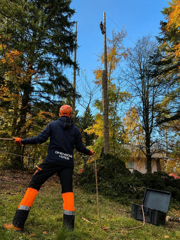 Tree arborist in safety gear working on removing a tall dead tree in a residential yard during fall